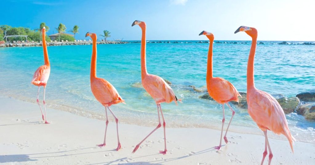 Wild flamingos at the shore of Flamingo Beach Ras Al Khaimah