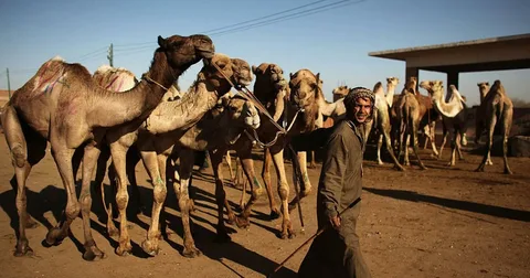 Al Ain Camel Market during a full day tour from Dubai