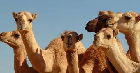Al Ain Full Day Tour from Dubai with scenic UAE landscape