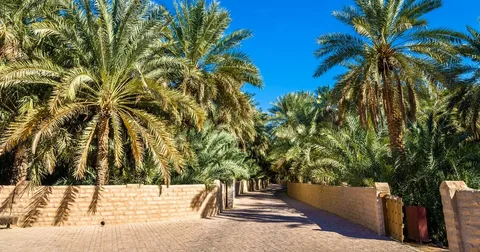 Al Ain Oasis during a full day tour from Dubai